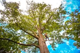 How Our Tree Care Process Works  in  Dravosburg, PA