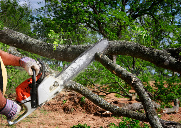 Best Seasonal Cleanup (Spring/Fall)  in Dravosburg, PA